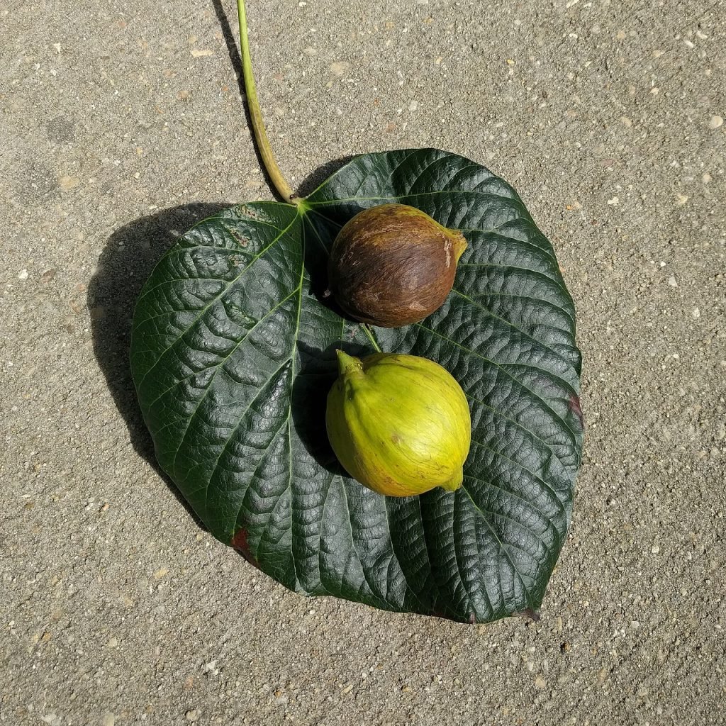 Tung Tree Leaf and Berries