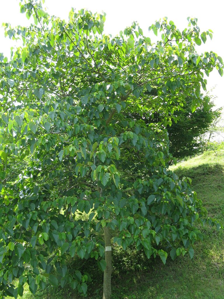 Vernicia_fordii